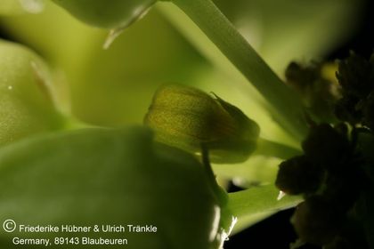 Desmidorchis flavus (FH07,195) 011 – Asclepidarium