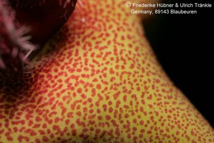 Desmidorchis lavrani (FH06,022) (RH 878 17 km E Huwayrah) 006 – Asclepidarium