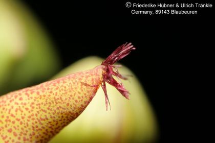 Desmidorchis lavrani (FH06,022) (RH 878 17 km E Huwayrah) 007 – Asclepidarium