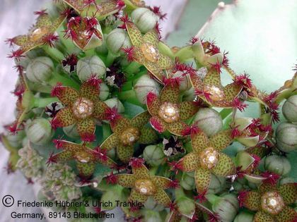 Desmidorchis penicillatus (Taizz, Yemen) (FH02,027) 001 – Asclepidarium