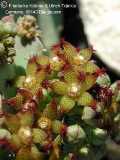 Desmidorchis penicillatus (Taizz, Yemen) (FH02,027) 002 – Asclepidarium