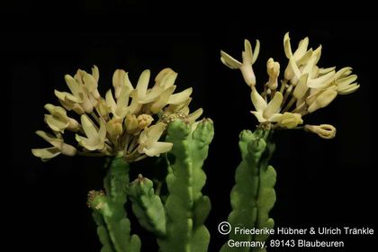 Desmidorchis tardellii (FH07,187) 001 – Asclepidarium