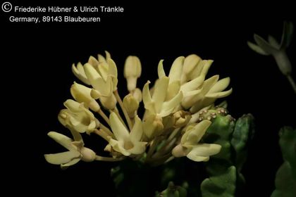 Desmidorchis tardellii (FH07,187) 002 – Asclepidarium