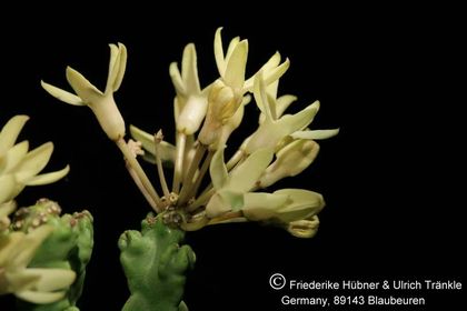 Desmidorchis tardellii (FH07,187) 003 – Asclepidarium