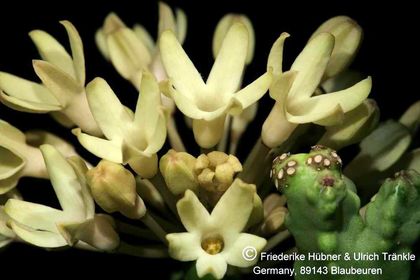 Desmidorchis tardellii (FH07,187) 004 – Asclepidarium