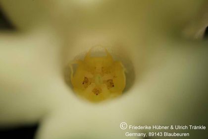 Desmidorchis tardellii (FH07,187) 005 – Asclepidarium