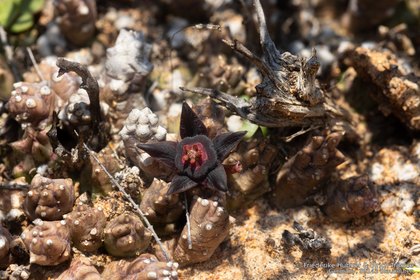Duvalia caespitosa 04813 – Asclepidarium