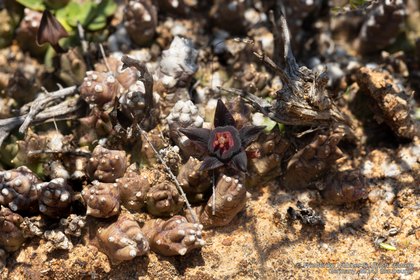 Duvalia caespitosa 04814 – Asclepidarium