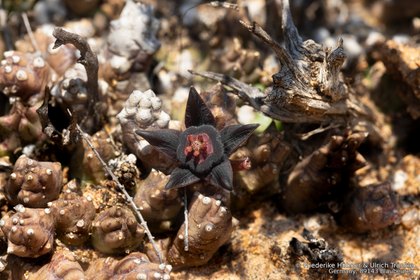 Duvalia caespitosa 04815 – Asclepidarium