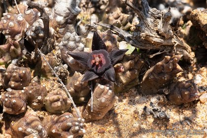 Duvalia caespitosa 04842 – Asclepidarium