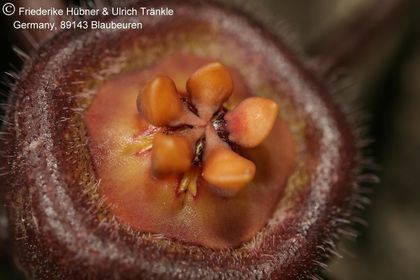 Duvalia caespitosa ssp caespitosa (Kouga Dam RSA) (FH07,054) 004 – Asclepidarium
