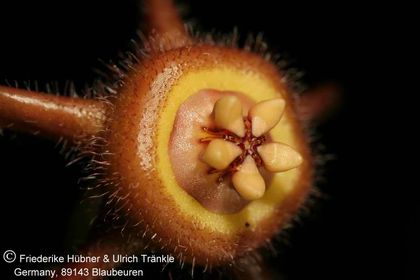 Duvalia caespitosa ssp pubescens (FH06,129) 003 – Asclepidarium