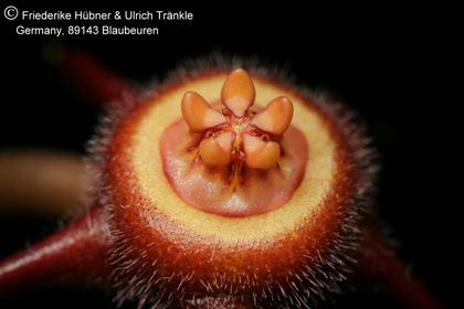 Duvalia caespitosa ssp pubescens (FH07,254) 003 – Asclepidarium