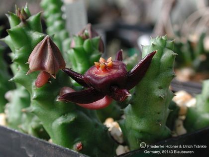 Duvalia cespitosa Blüte 2 – Asclepidarium