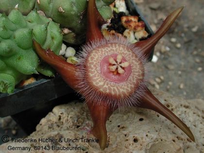 Duvalia corderoyi 1 – Asclepidarium