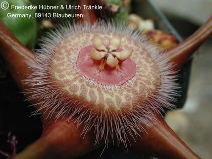 Duvalia corderoyi 2 – Asclepidarium