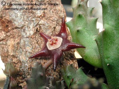 Duvalia elegans 1 – Asclepidarium