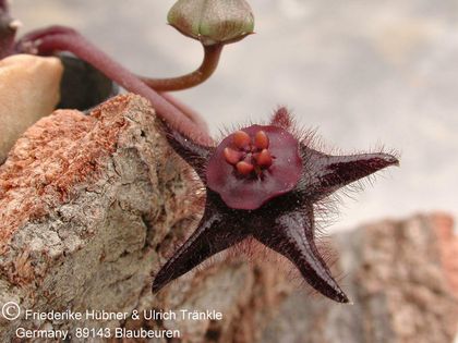 Duvalia elegans (FH04,011) 1 – Asclepidarium