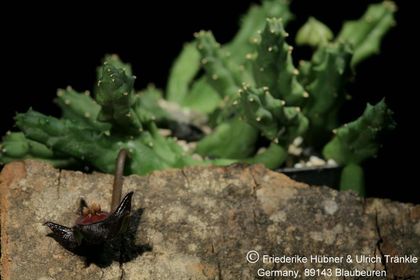 Duvalia elegans (IB08735; S Malgas) (FH07,049) 001 – Asclepidarium