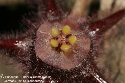 Duvalia elegans (IB08838, Driensrivier, turnoff to McGregor, RSA) (FH08,043) 004 – Asclepidarium