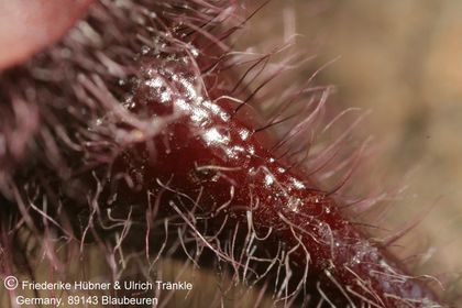 Duvalia elegans (IB08838, Driensrivier, turnoff to McGregor, RSA) (FH08,043) 007 – Asclepidarium