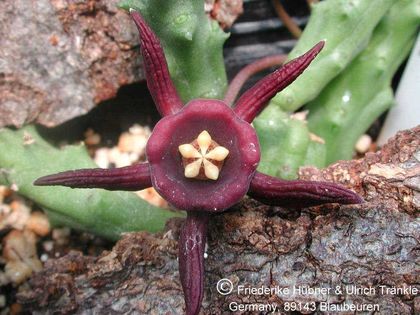 Duvalia immaculata 2 – Asclepidarium