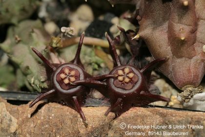 Duvalia modesta (Middelton, RSA) (FH07,039) 001 – Asclepidarium