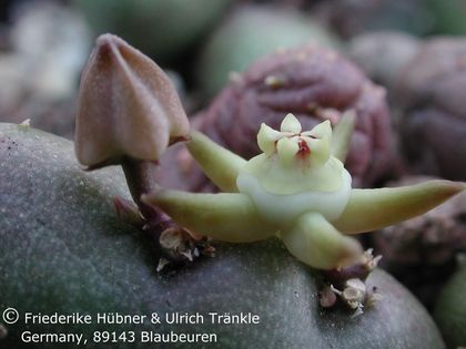 Duvalia parviflora 2 – Asclepidarium