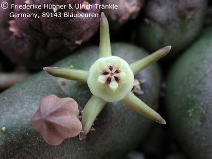 Duvalia parviflora 3 – Asclepidarium