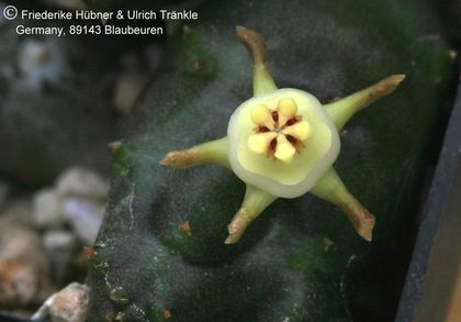 Duvalia parviflora DP 4519 (Outshorn) (FH04,140) 002 – Asclepidarium