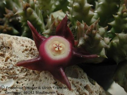 Duvalia pillansii 1 – Asclepidarium