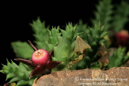 Duvalia pillansii aff (FH08,104) 002 – Asclepidarium