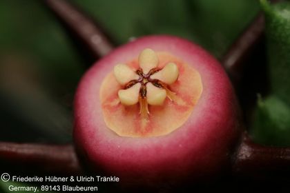 Duvalia pillansii aff (FH08,104) 004 – Asclepidarium