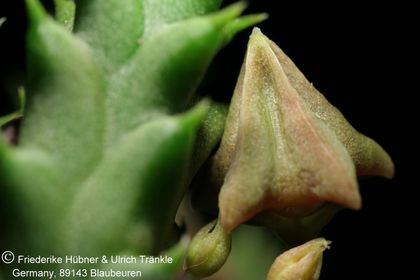 Duvalia pillansii aff (FH08,104) 007 – Asclepidarium