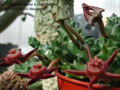 Duvalia pubescens 1 – Asclepidarium
