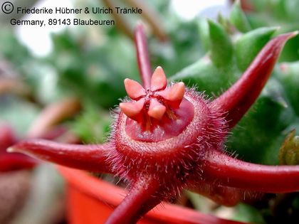 Duvalia pubescens 2 – Asclepidarium