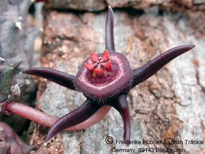 Duvalia pubescens Rondekop 1 – Asclepidarium
