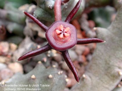 Duvalia reclinata 2 – Asclepidarium