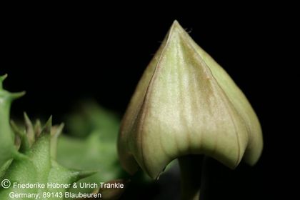 Duvalia sulcata ssp sulcata (FH08,114) 011 – Asclepidarium