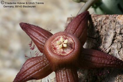 Duvalia sulcata var seminuda (SaudiArabia, McCoy) 004 – Asclepidarium