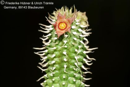 Echidnopsis aff mariae (Specks 72) (FH08,078) 001 – Asclepidarium