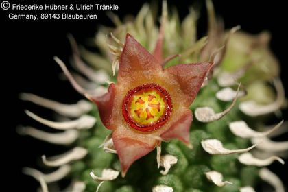 Echidnopsis aff mariae (Specks 72) (FH08,078) 002 – Asclepidarium
