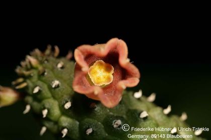 Echidnopsis archeri Somalia Tom McCoy (FH06,043) 002 – Asclepidarium