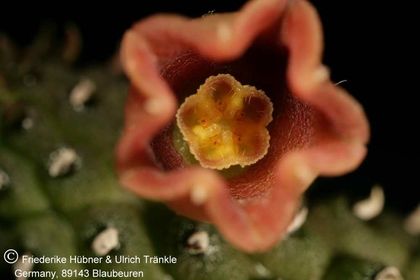 Echidnopsis archeri Somalia Tom McCoy (FH06,043) 004 – Asclepidarium