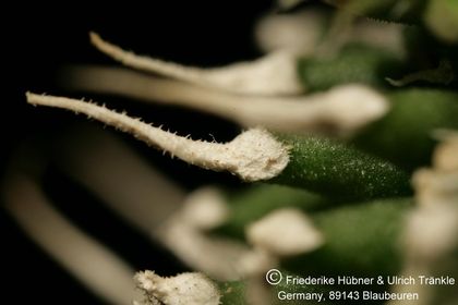 Echidnopsis bihendulensis (FH07,213) 009 – Asclepidarium