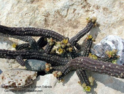 Echidnopsis cereiformis gelbe Form Habitus – Asclepidarium