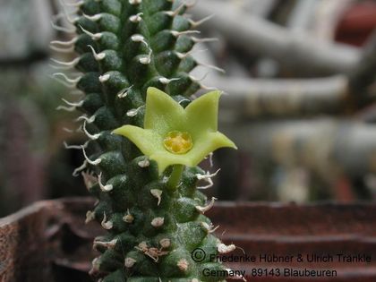 Echidnopsis chrysantha 1 – Asclepidarium