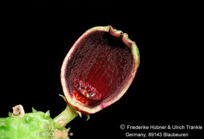 Echidnopsis fartaqensis (stacking) 003 – Asclepidarium