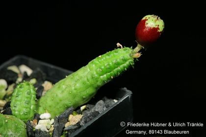 Echidnopsis fartaquensis (FH08,098) 001 – Asclepidarium