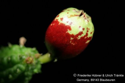 Echidnopsis fartaquensis (FH08,098) 004 – Asclepidarium